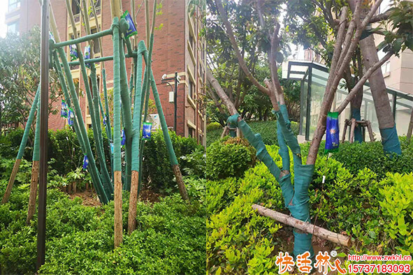 城市绿化营养液选用指南 绿化树木营养液哪个好？