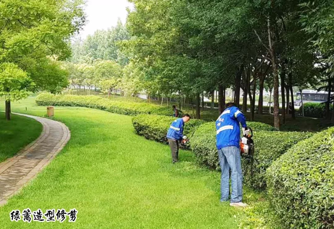 兴东园林 全面加强夏季绿化养护精细化管理，守护城市绿意