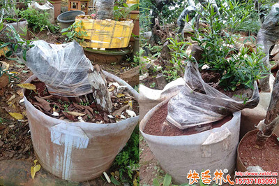 下山桩快速发根养护指南 园林绿化专家独家方法